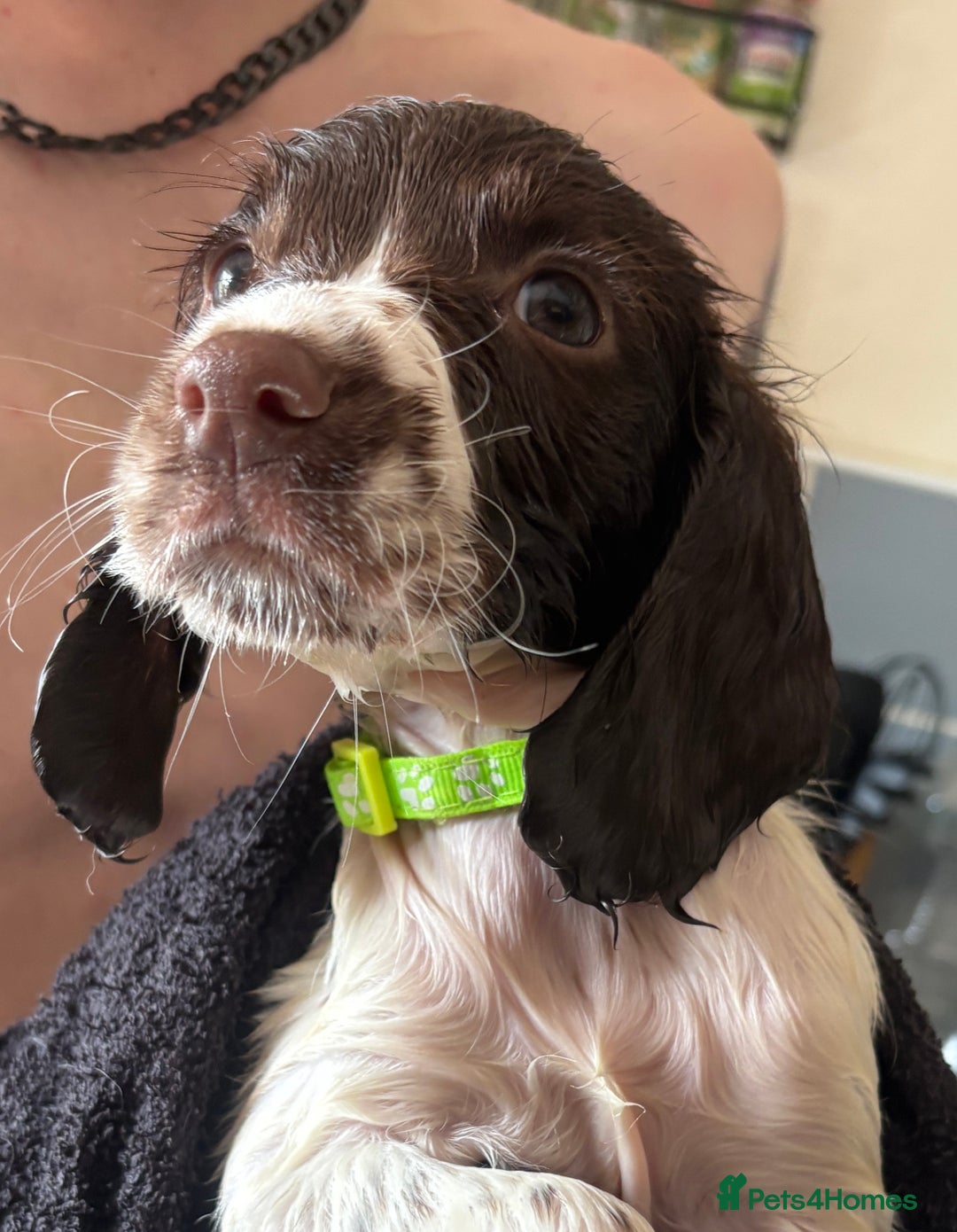 English Springer Spaniel dogs for sale: KC Registered English Springer Spaniel Puppies - Image 18