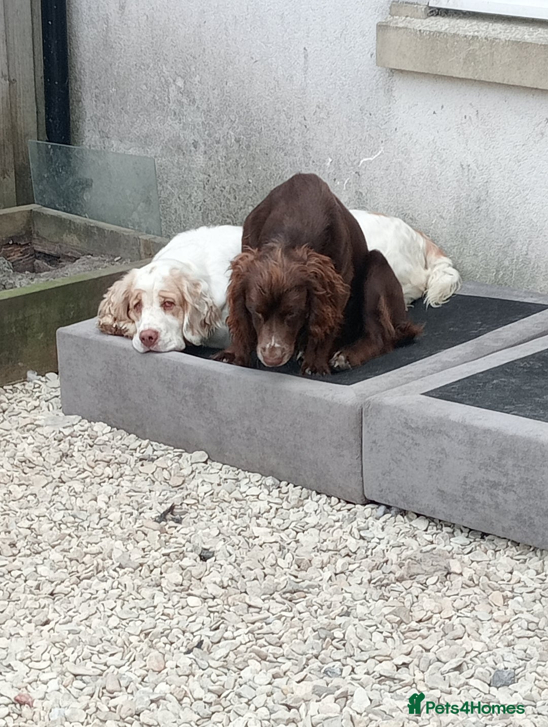 Mixed Breed dogs for sale: Beautiful Clumber spaniel x sprockers  - Image 22