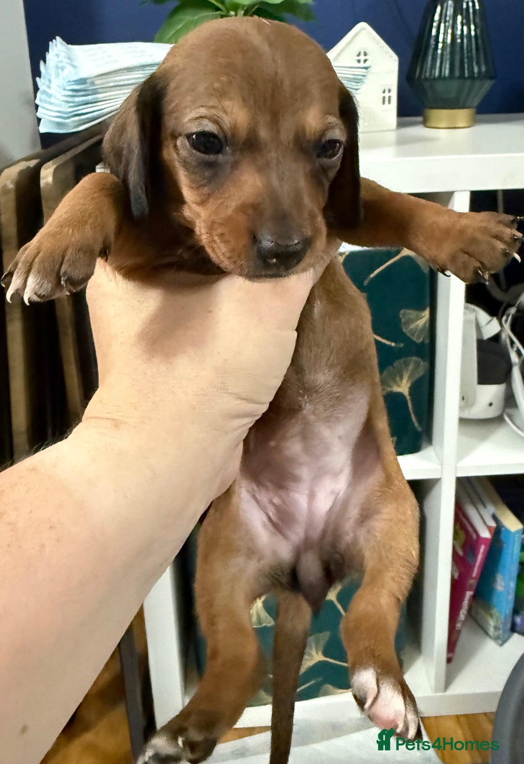 Miniature Dachshund dogs for sale: Miniature dachshund  - Image 4