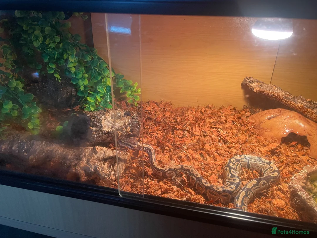 Python Snake reptiles for sale: Ball python and enclosure  in Birmingham - Advert 2