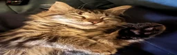 Mixed Breed cats for sale: Beautiful mixed ragdoll x BSH kitten - Advert 6