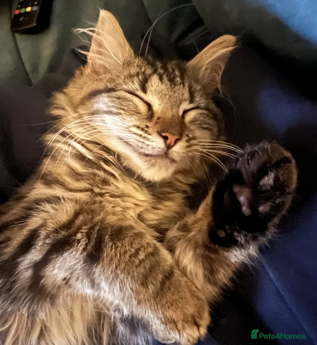 Mixed Breed cats for sale: Beautiful mixed ragdoll x BSH kitten - Advert 6