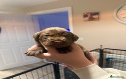 Labrador Retriever dogs for sale: Labrador puppies  - Image 15