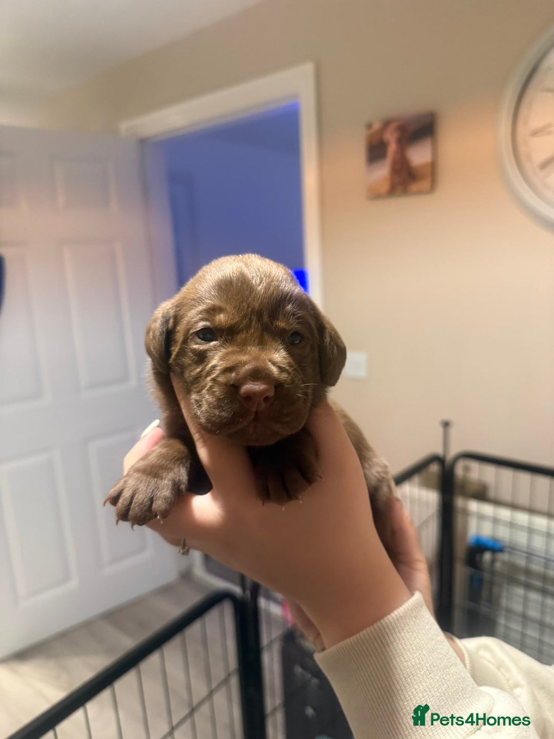 Labrador Retriever dogs for sale: Labrador puppies  - Image 15