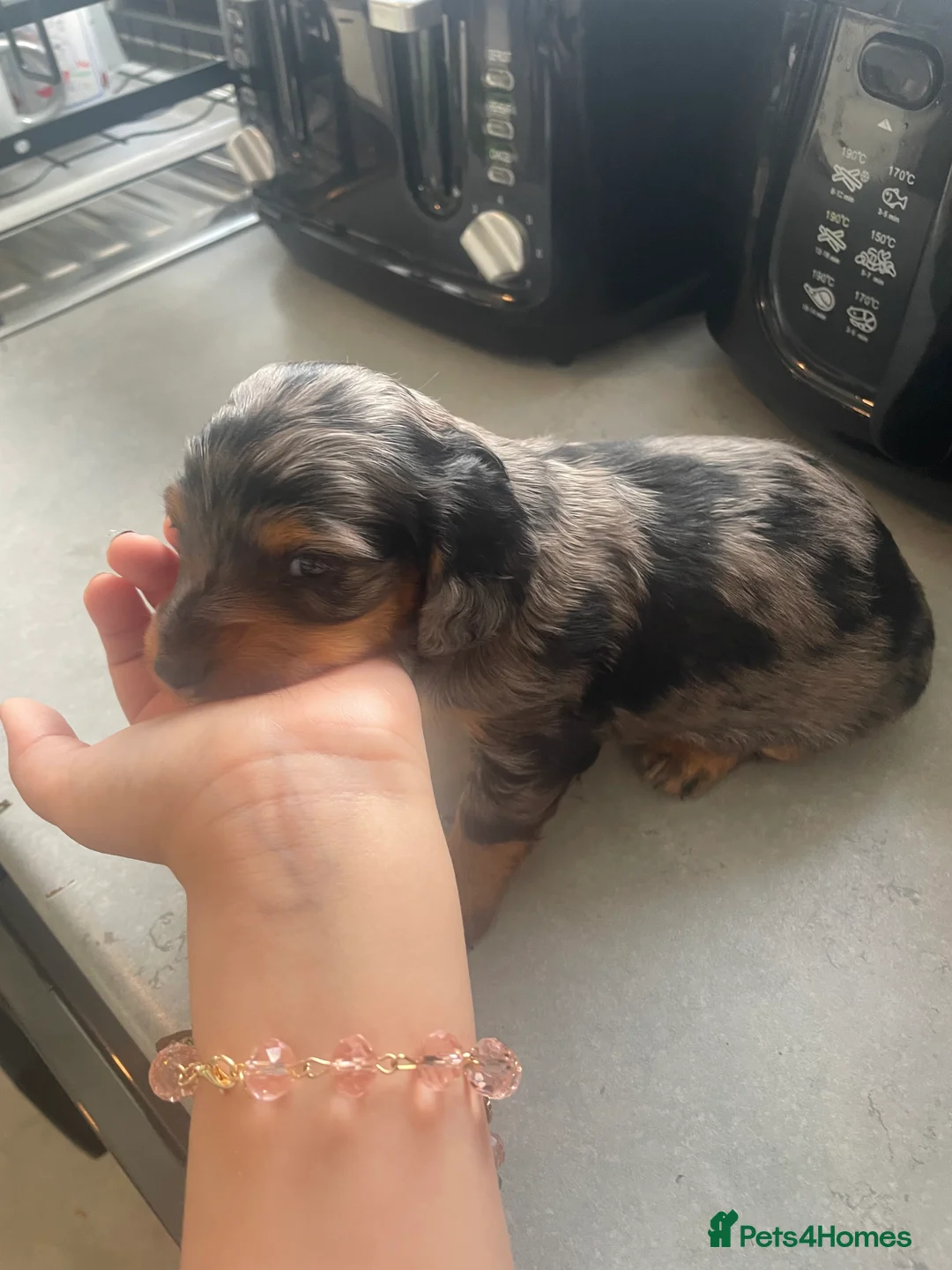 Dachshund dogs for sale: Dashounds - Advert 5