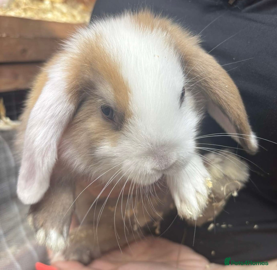 Mini Lop rabbits for sale: Beautiful mini lop rabbits  - Image 2