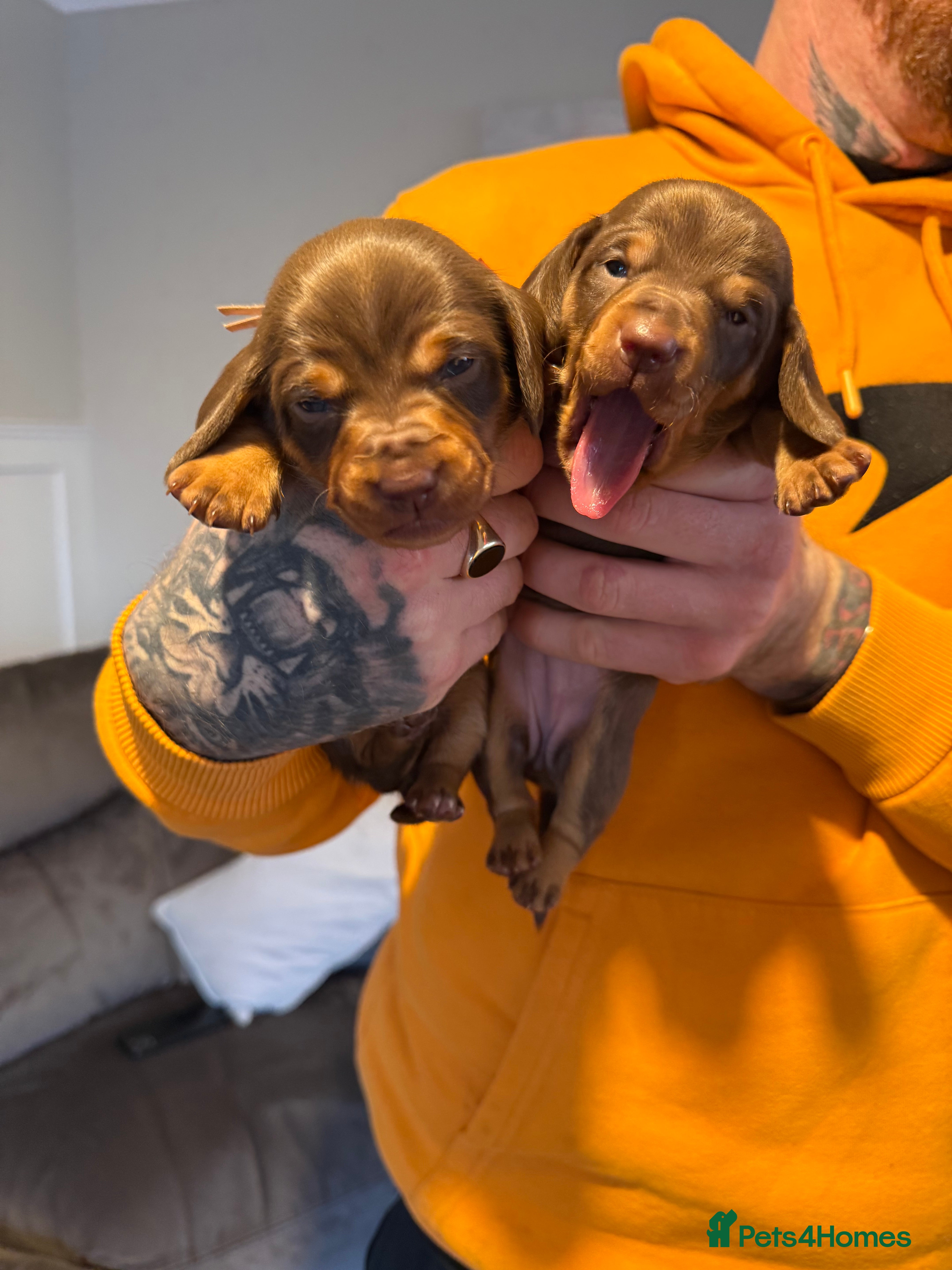 Miniature Dachshund dogs Miniature Dachshund puppies  - Advert 5