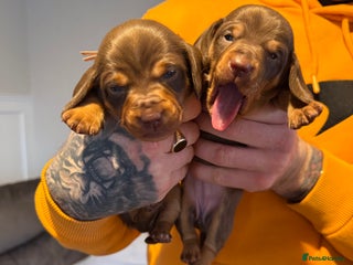 Miniature Dachshund dogs Miniature Dachshund puppies - Advert 5