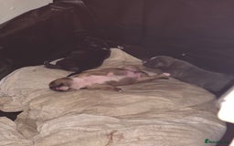 Staffordshire Bull Terrier dogs for sale: 3 Beautiful little staff boys - Image 4