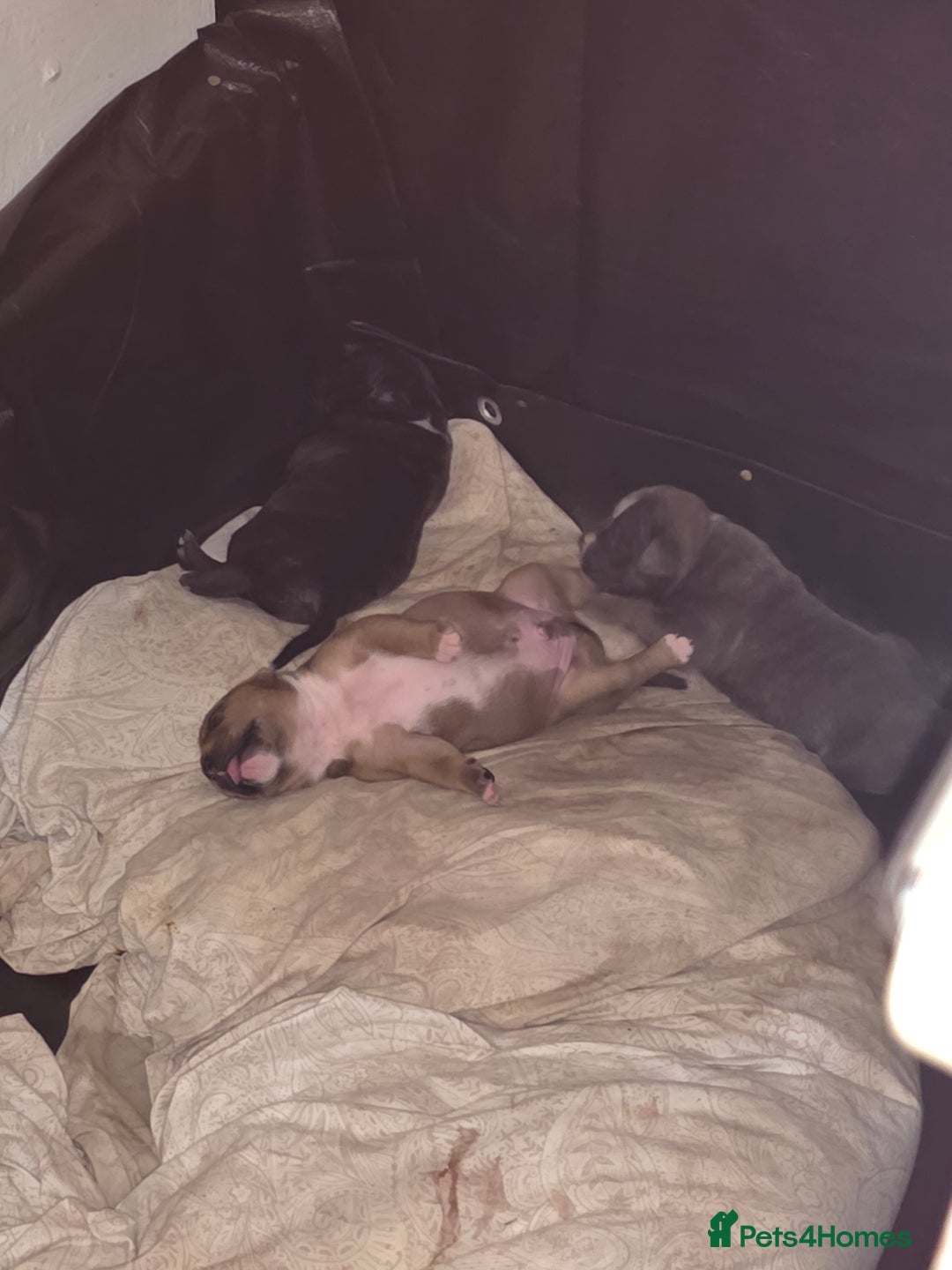 Staffordshire Bull Terrier dogs for sale: 3 Beautiful little staff boys - Image 4