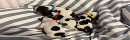 Cocker Spaniel dogs for sale: KC Reg Show Type Cocker Spaniel puppies - Advert 4