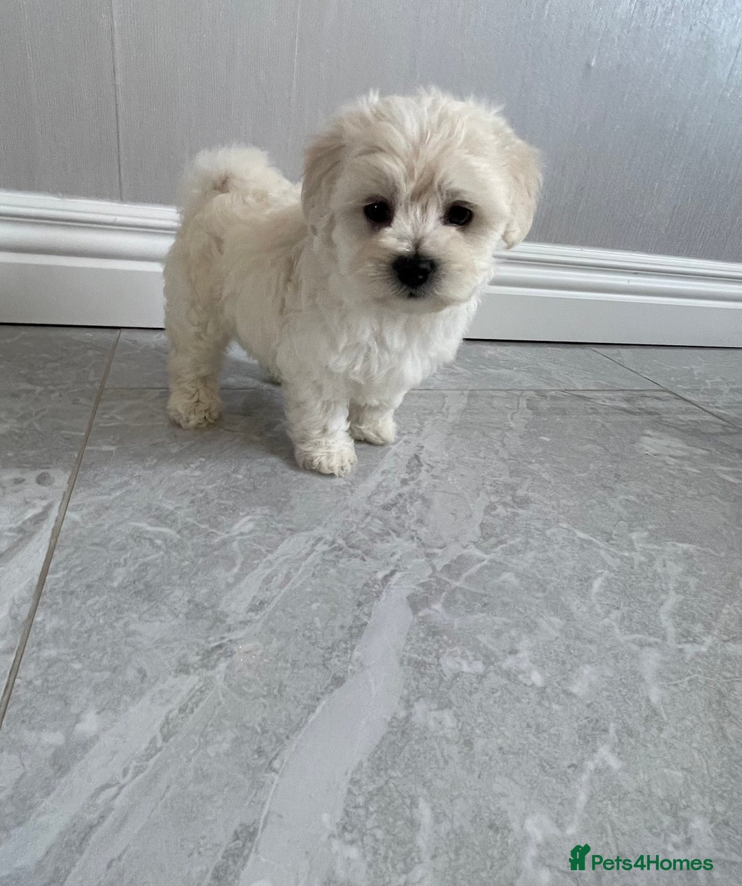 Maltipoo dogs for sale: 🐾 maltipoo puppy’s 🐾 - Image 15