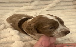 Cocker Spaniel dogs for sale: Cocker spaniel pups - Image 3