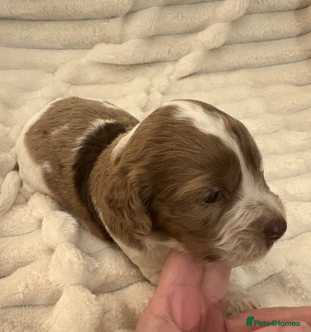 Cocker Spaniel dogs for sale: Cocker spaniel pups - Image 3