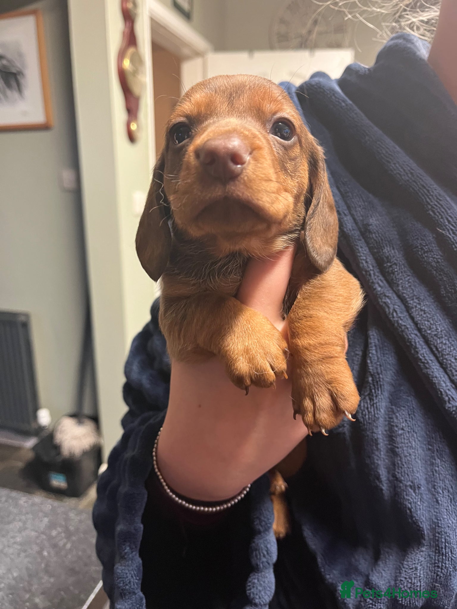 Miniature Dachshund dogs 🧡 One Beautiful dachshund puppy 🧡 - Advert 14