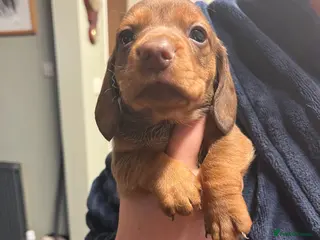 Miniature Dachshund dogs 🧡 One Beautiful dachshund puppy 🧡 - Advert 14