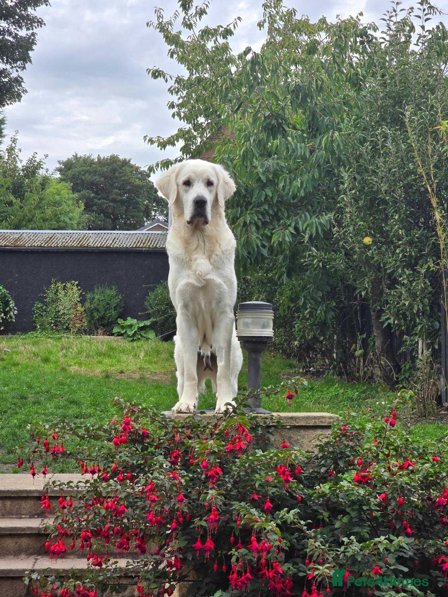Pyrenean Mountain Dog dogs 🐾LAST AVAILABLE–Stunning Polish Tatra Shepherd 🐾 - Advert 17
