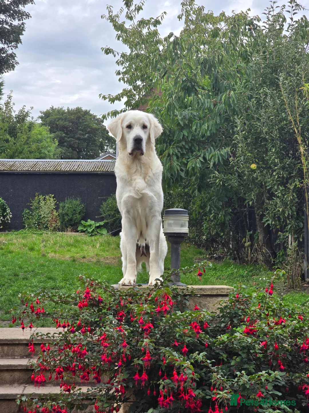 Pyrenean Mountain Dog dogs for sale: 🐾LAST AVAILABLE–Stunning Polish Tatra Shepherd 🐾 - Advert 1