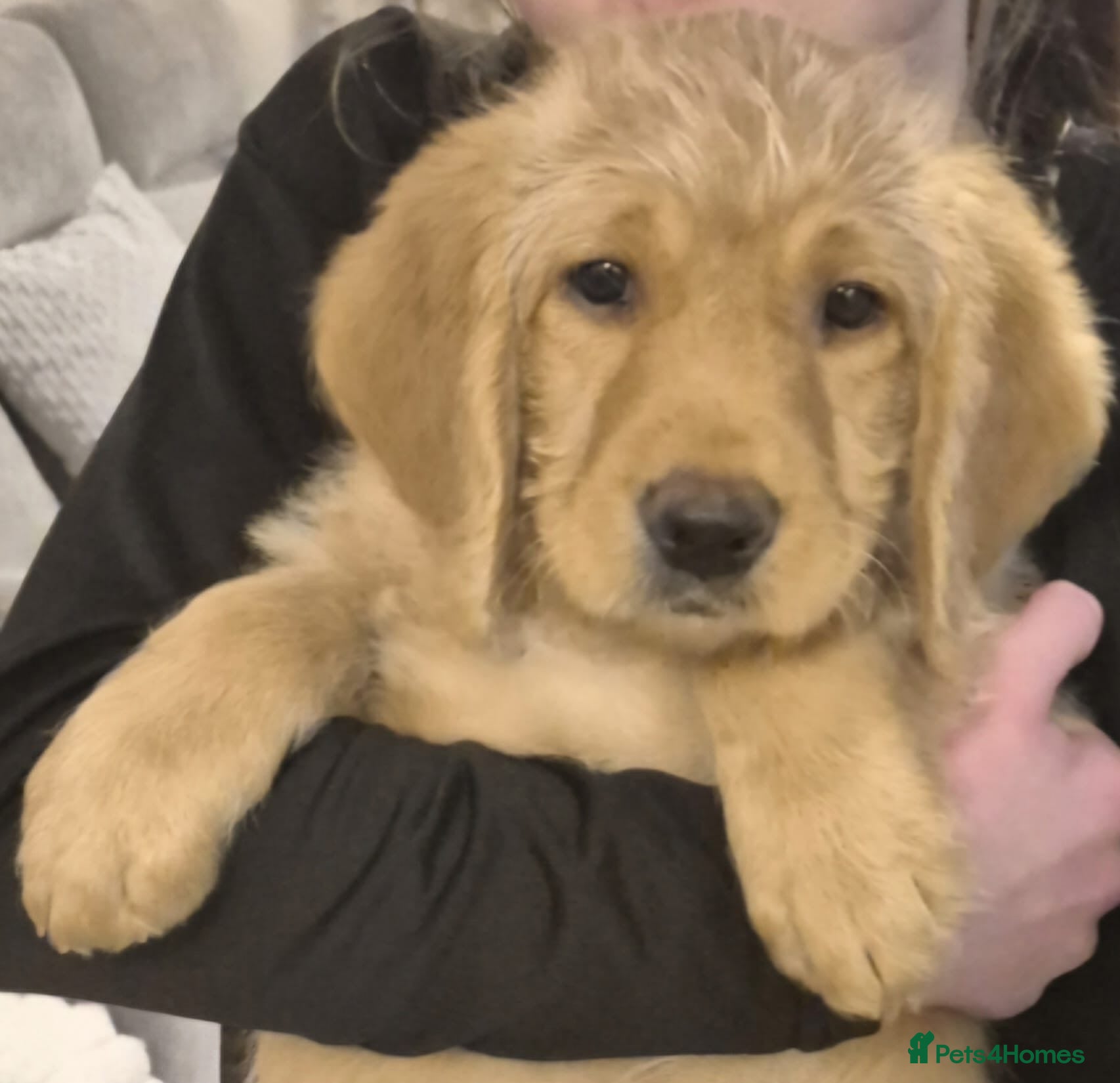 Labradoodle dogs F1 Red Miniature Labradoodles  - Advert 2