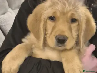 Labradoodle dogs F1 Red Miniature Labradoodles - Advert 2