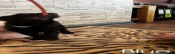 Labradoodle dogs for sale: F1bb Labradoodle Puppies - Ideal Family Balance - Advert 10