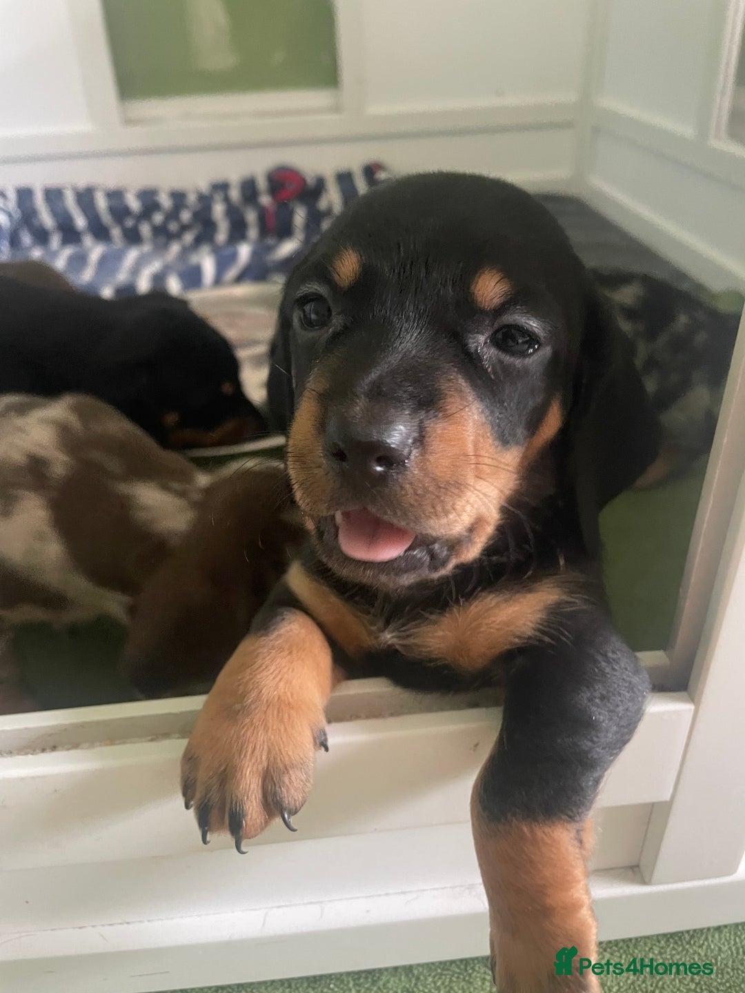 Miniature Dachshund dogs for sale: Ready for new homes Mini Dachshund  - Image 21