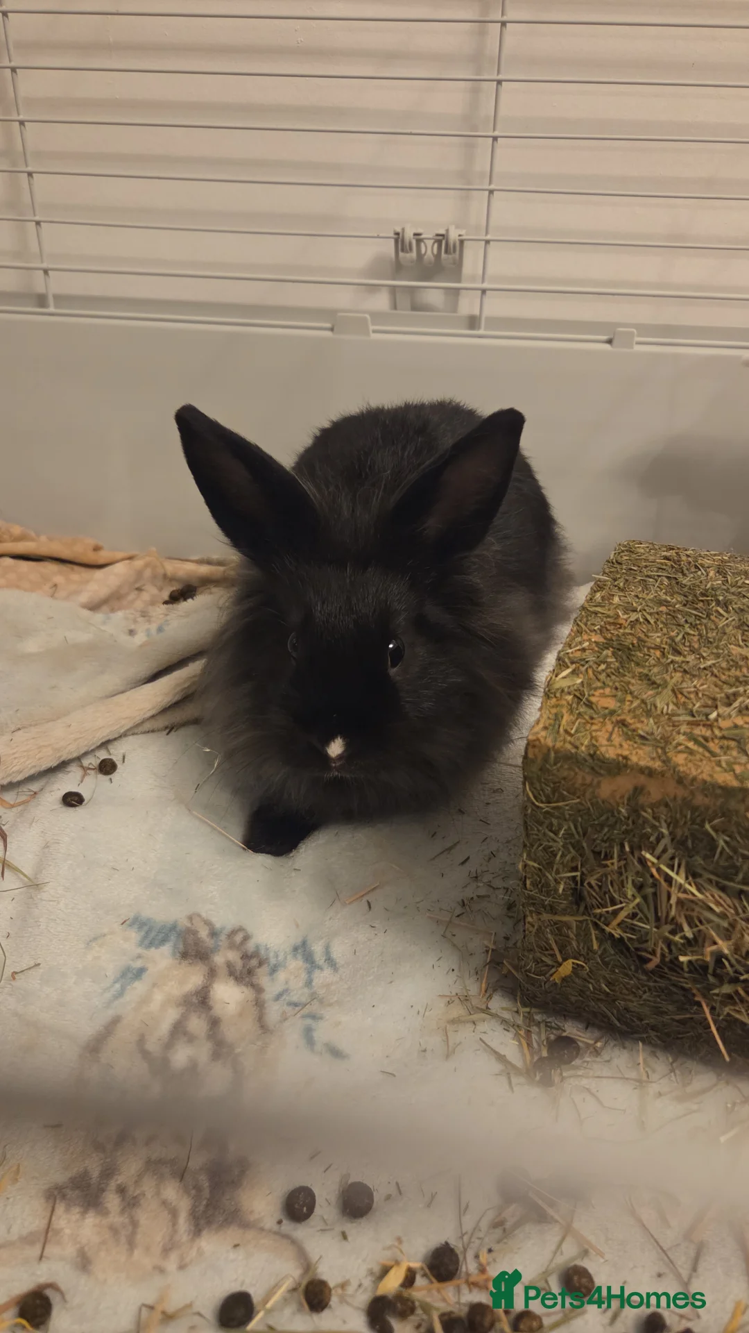 Lionhead rabbits for sale: Female lion head - Advert 2