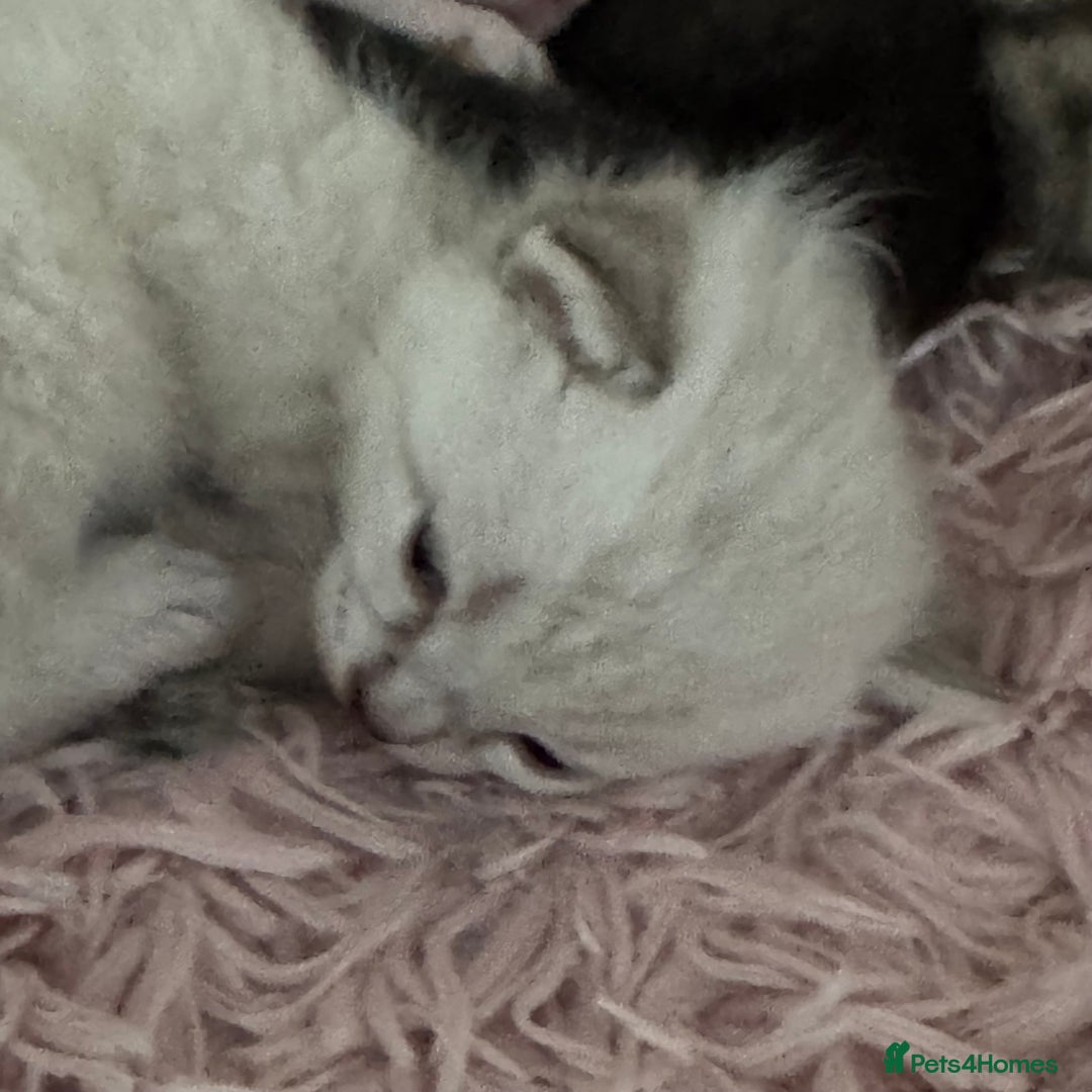 Bengal cats for sale: Beautiful Bengal Kittens - only GIRL available  - Advert 17