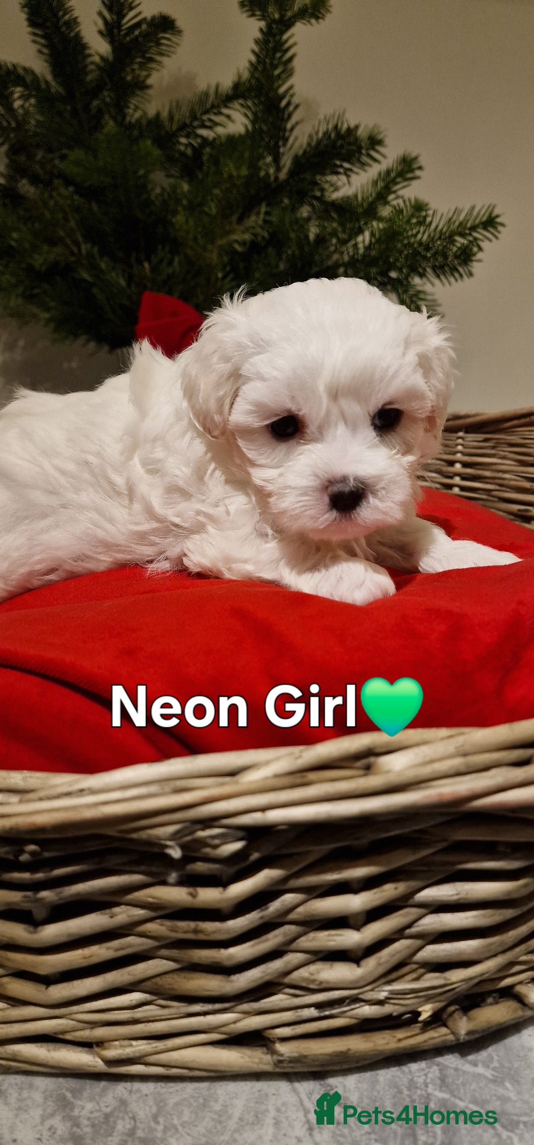 Maltese dogs for sale: 🐶🤍 Beautiful Maltese Girl Puppies 🤍🐶 - Advert 10