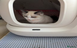 Ragdoll cats for sale: Kitty Ragdoll - Image 3