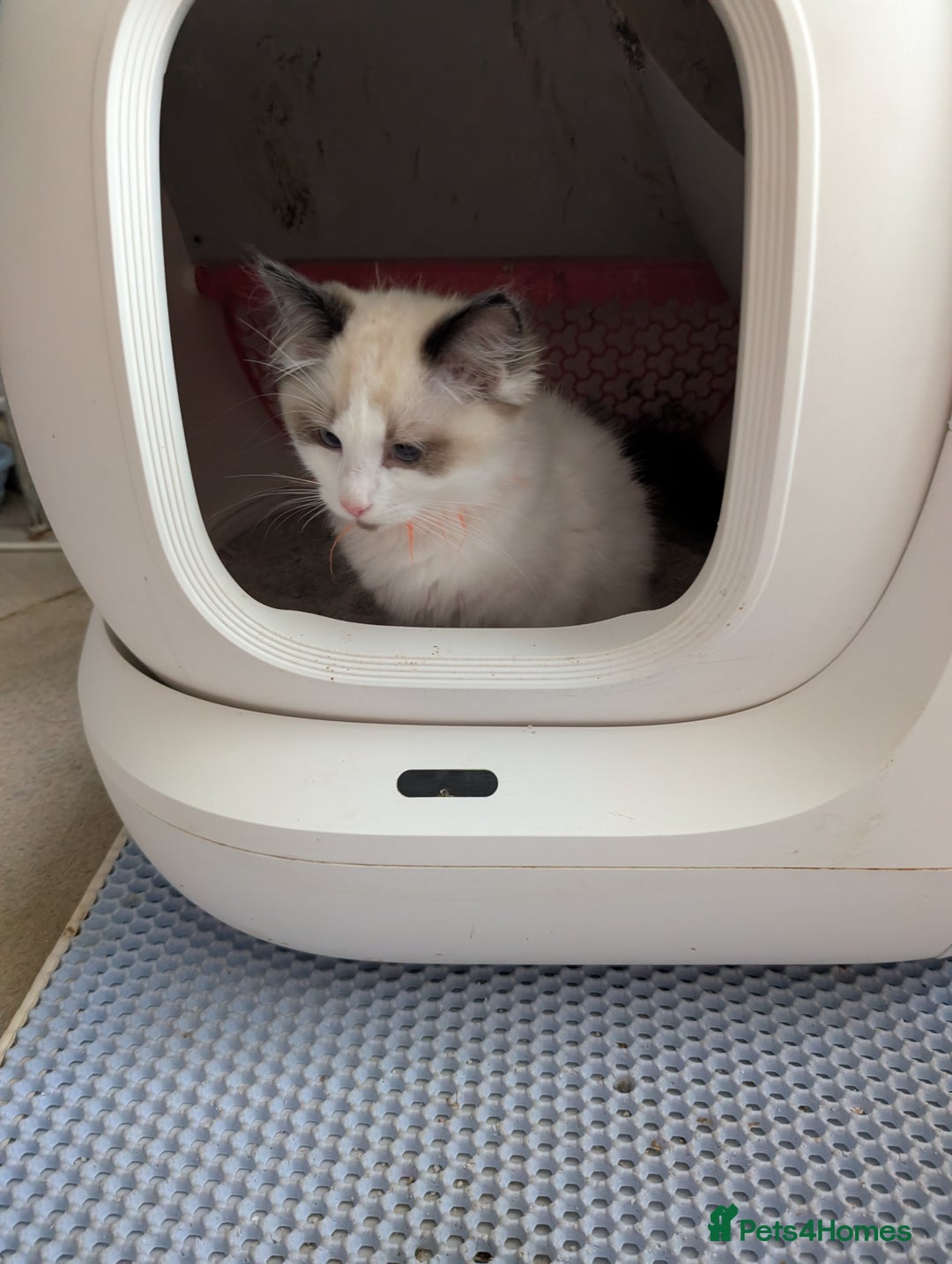 Ragdoll cats for sale: Kitty Ragdoll - Image 3