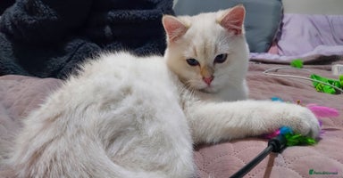 British Shorthair cats - Advert 14