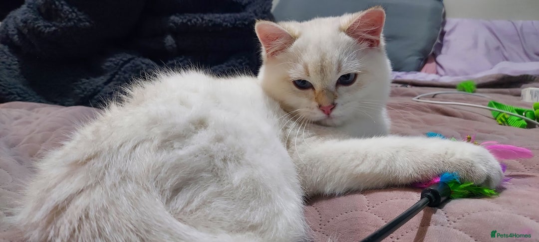 British Shorthair cats for sale: Golden British shorthair Pedigree Neutered  - Image 23