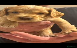 Cocker Spaniel dogs for sale: 5 beautiful working cocker spaniels 3 boys 2 girls - Image 17