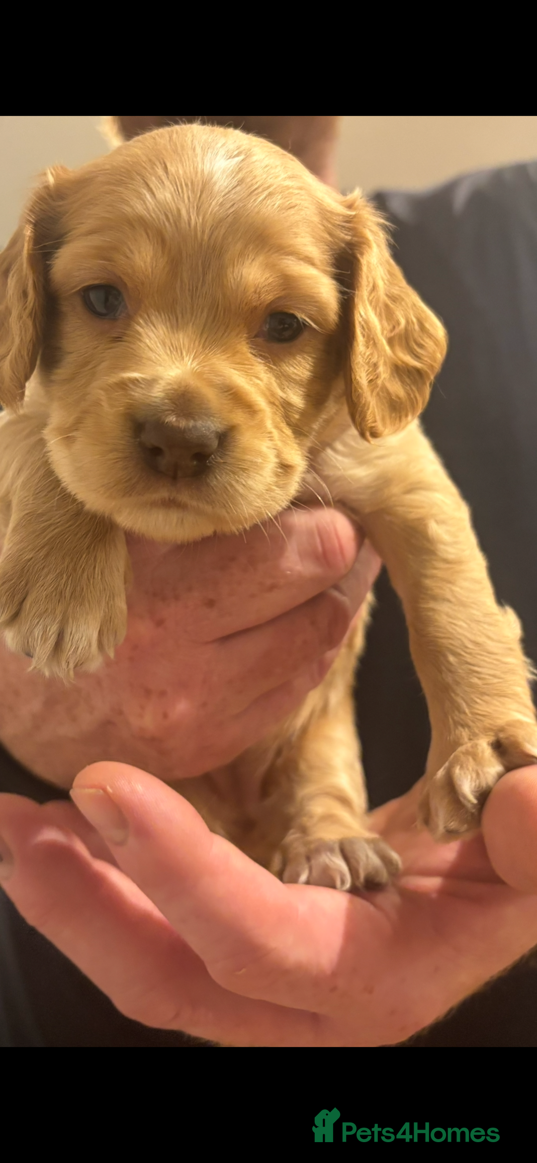Cocker Spaniel dogs for sale: 5 beautiful working cocker spaniels 3 boys 2 girls - Image 17