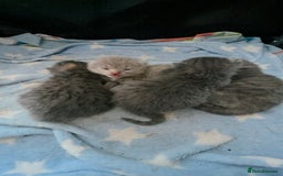 Mixed Breed cats for sale: Red point Ragdoll X Blue British Shorthair - Image 20