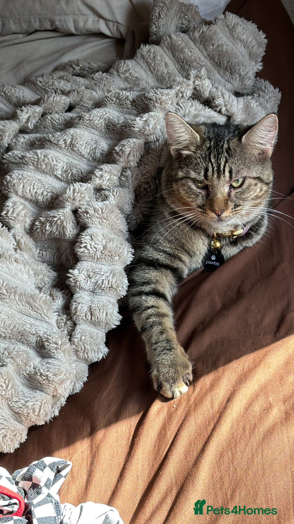 Mixed Breed cats for sale: Hope is around 1 in London - Advert 2
