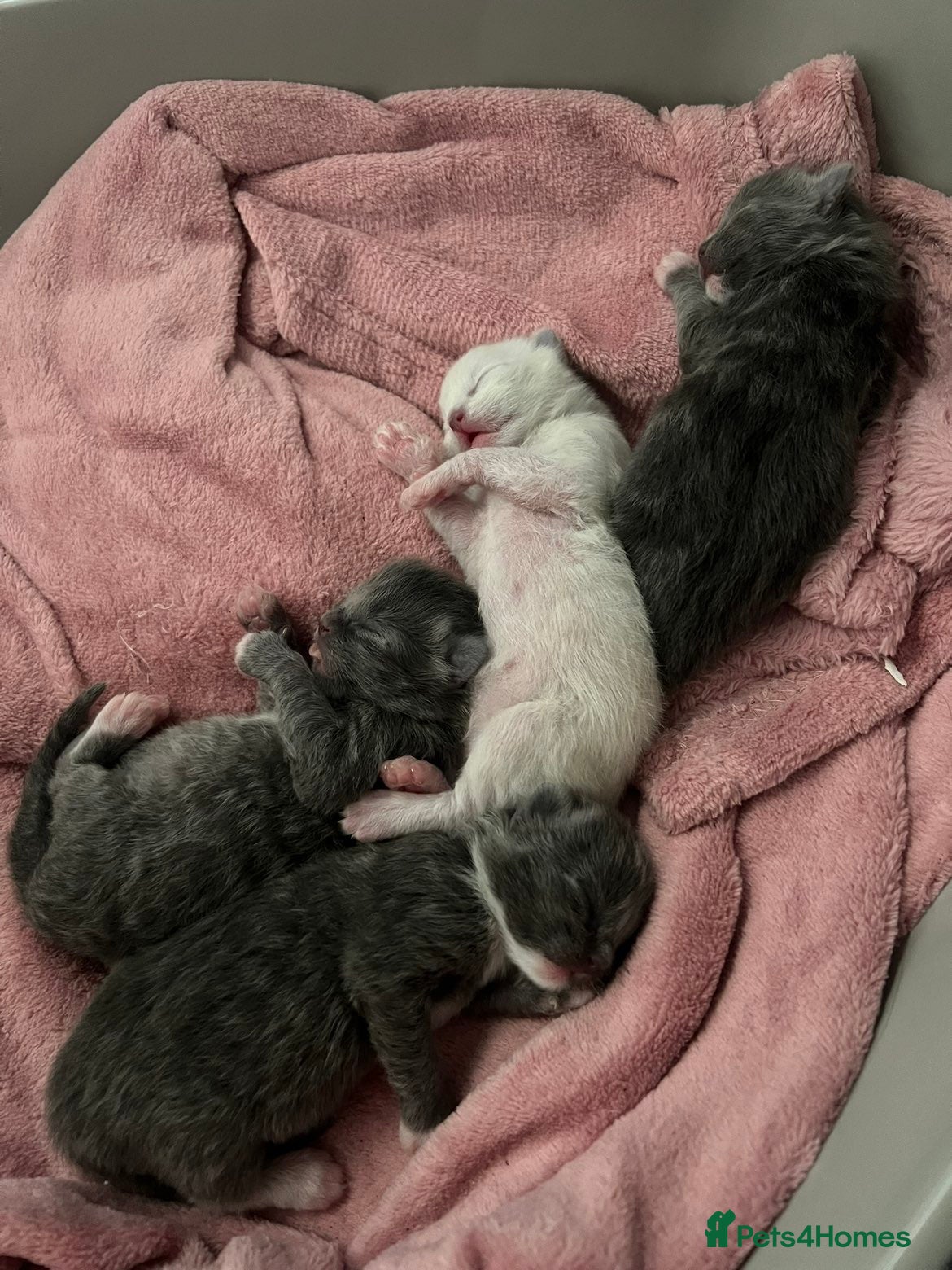 Ragdoll cats British longhair x ragdoll kittens✨ - Advert 9