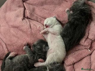 Ragdoll cats British longhair x ragdoll kittens✨ - Advert 6