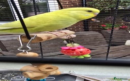 Budgerigars birds for sale: Gorgeous baby budgies - Image 16