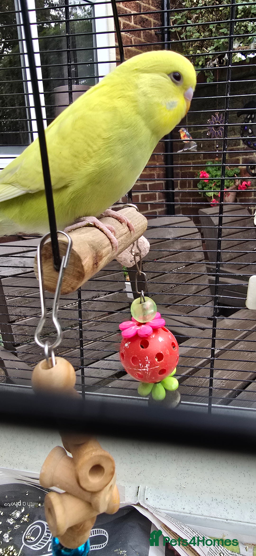 Budgerigars birds for sale: Gorgeous baby budgies - Image 16