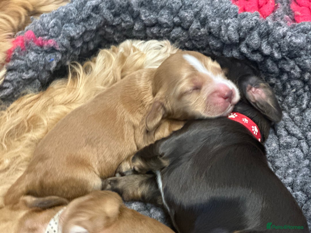 Cocker Spaniel dogs for sale: Show Cocker Spaniel’s  - Image 14