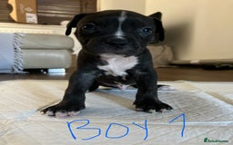 Mixed Breed dogs for sale: Cane corso x staff puppies  - Image 1