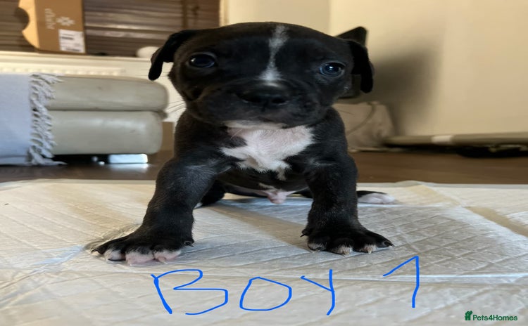 Mixed Breed dogs - Advert 1