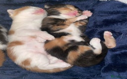 British Shorthair cats for sale: Beautiful kittens  - Image 11