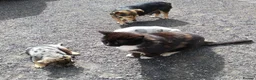 Jack Russell dogs for sale: Rare miniature Jack Russell puppies - Advert 11