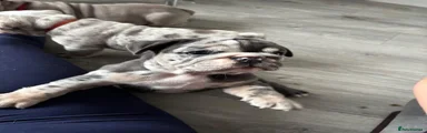 English Bulldog 3
