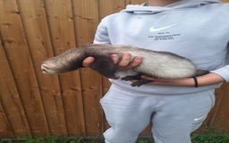 Ferret rodents for sale: Stunning ferret kits - Image 9