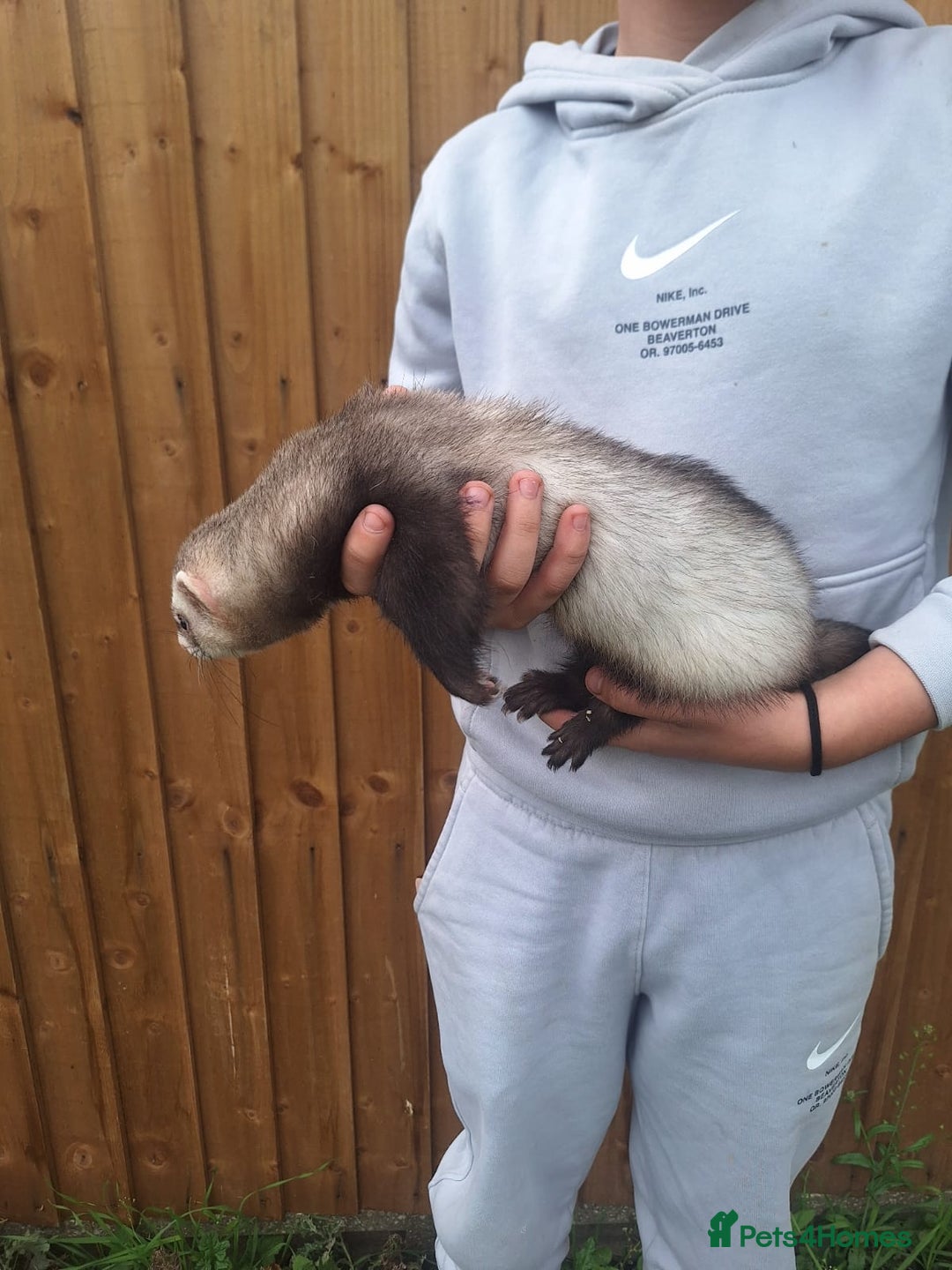 Ferret rodents for sale: Stunning ferret kits - Image 9