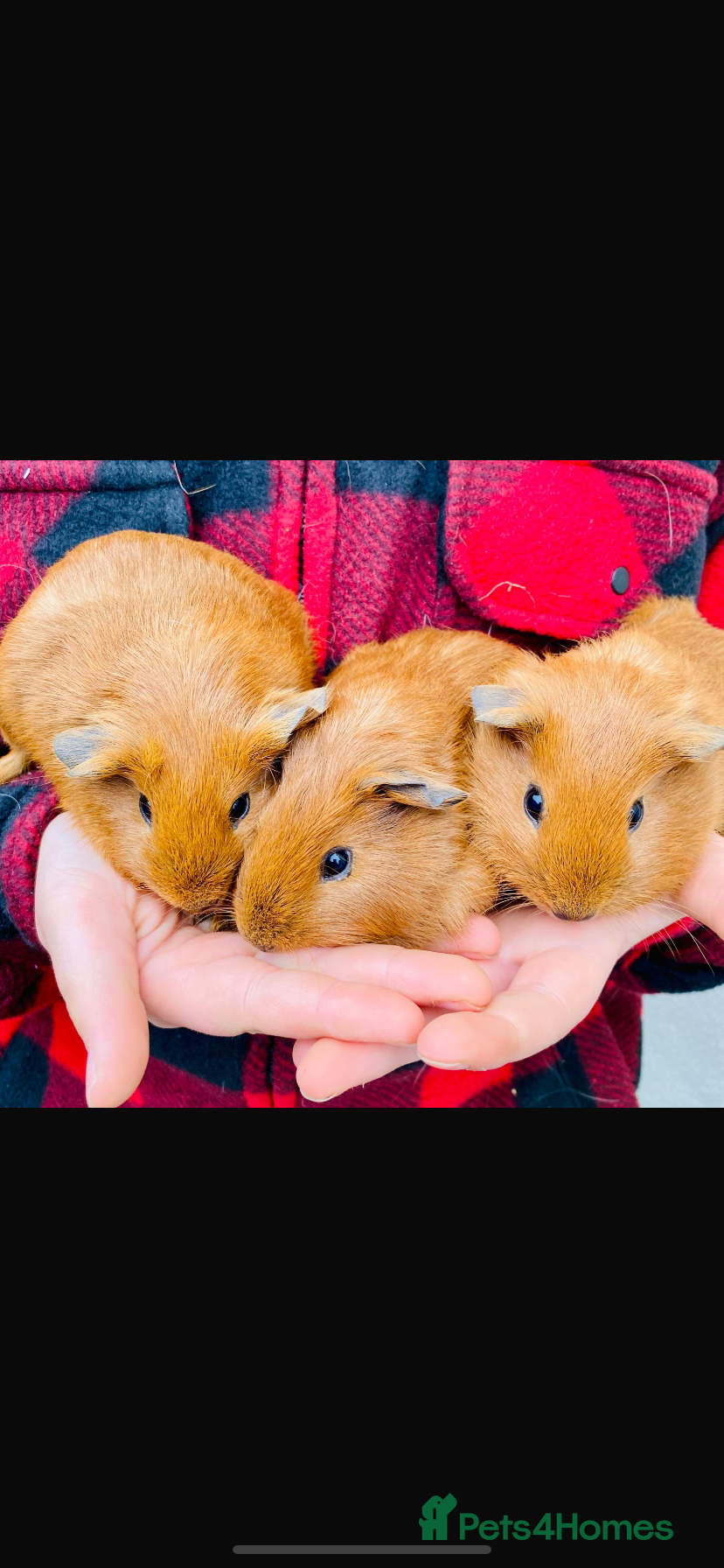 Guinea Pig rodents 3 Gunie pigs  - Advert 13